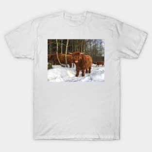 Scottish Highland Cattle Calf 1928 T-Shirt